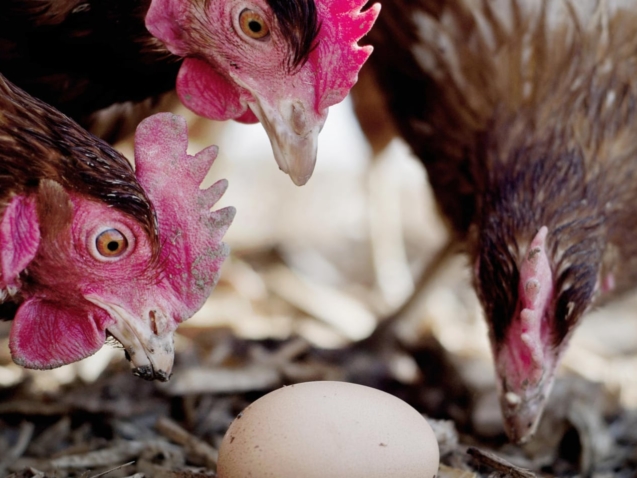 Photo poules