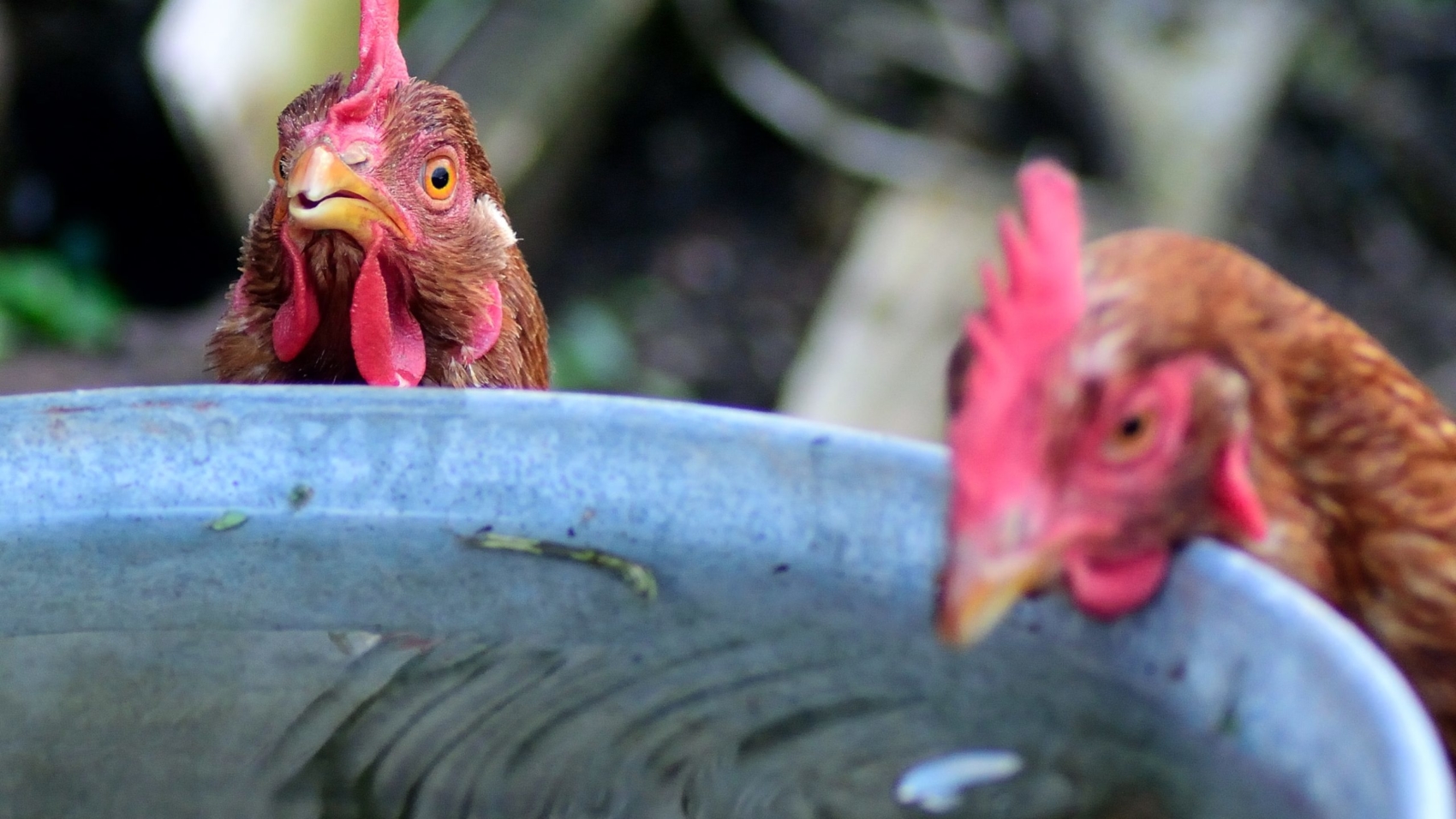 brown chicken on gray round container