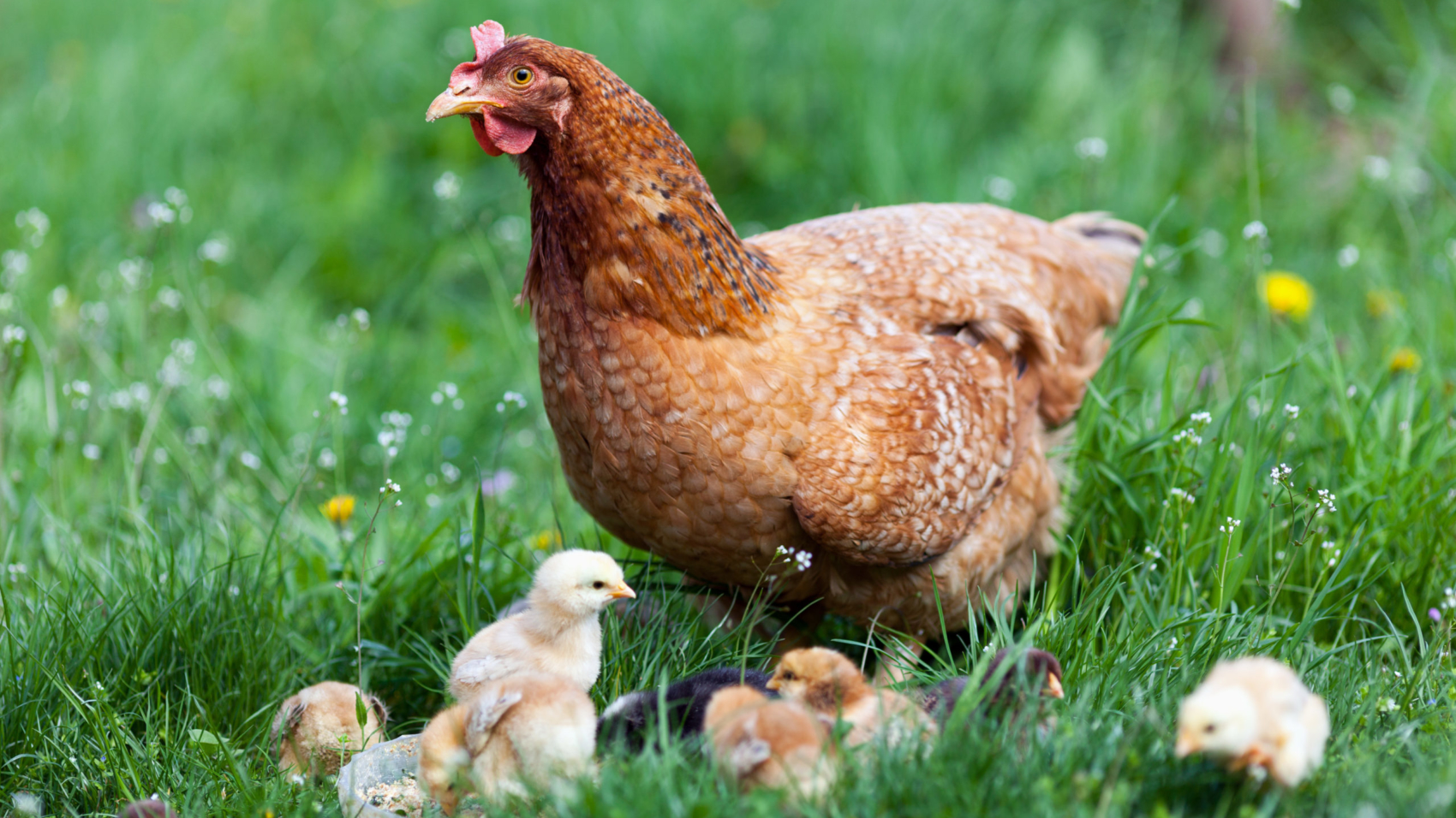 Closeup of a mother chicken with its baby chicks in grass