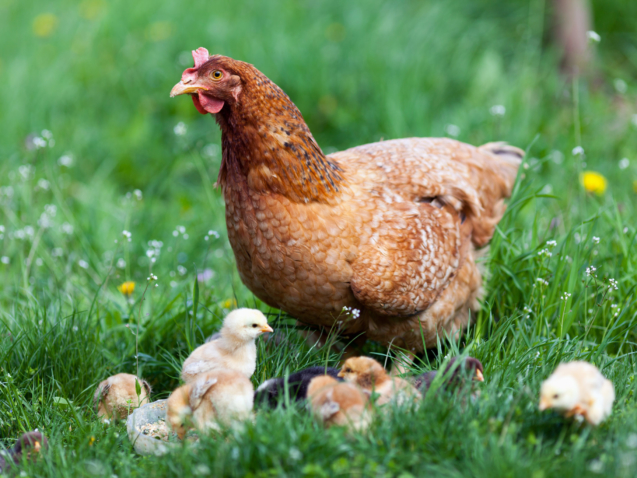 Closeup of a mother chicken with its baby chicks in grass