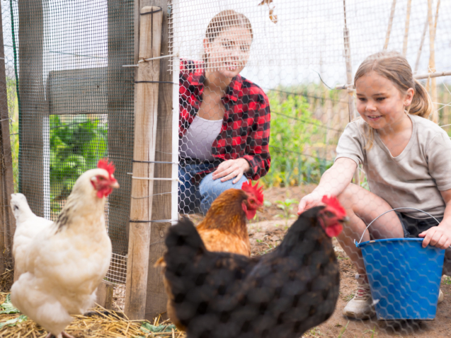 Little girl with her mother feeding chickens happily and enjoy in the chicken farm on a warm summer day