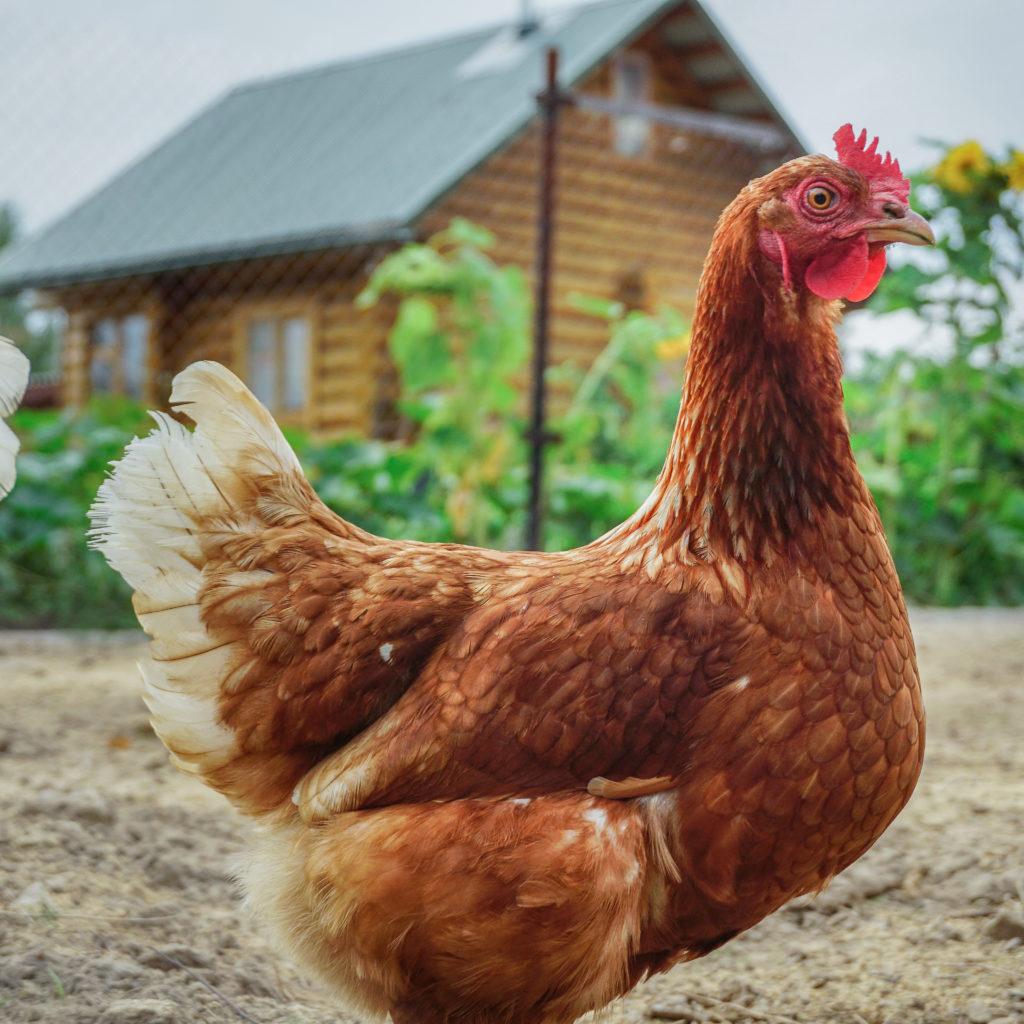 Lohmann Brown chicken walking in the yard in the countryside. A wooden village house and sunflowers are in the background.