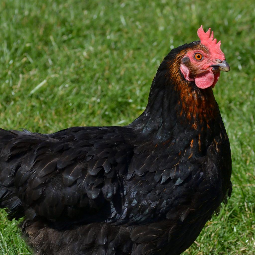 Poule noire en extérieur