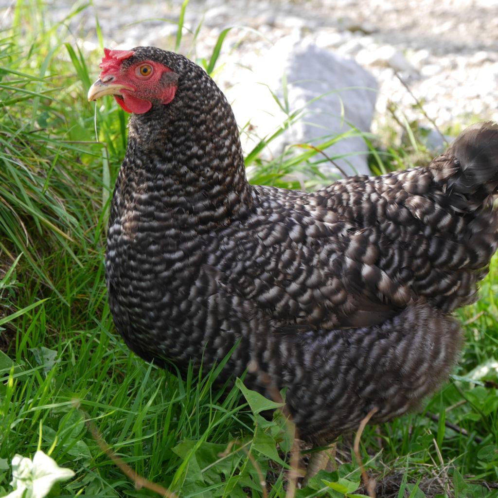 Grausperber Huhn in Freilandhaltung