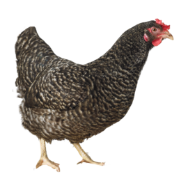 Poule Bleue de Holland Sperber