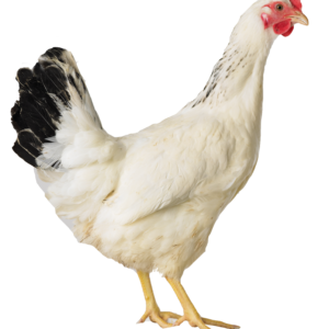 Poule Sussex