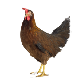 Poule italienne site