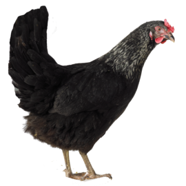 Poule Noire et Blanche