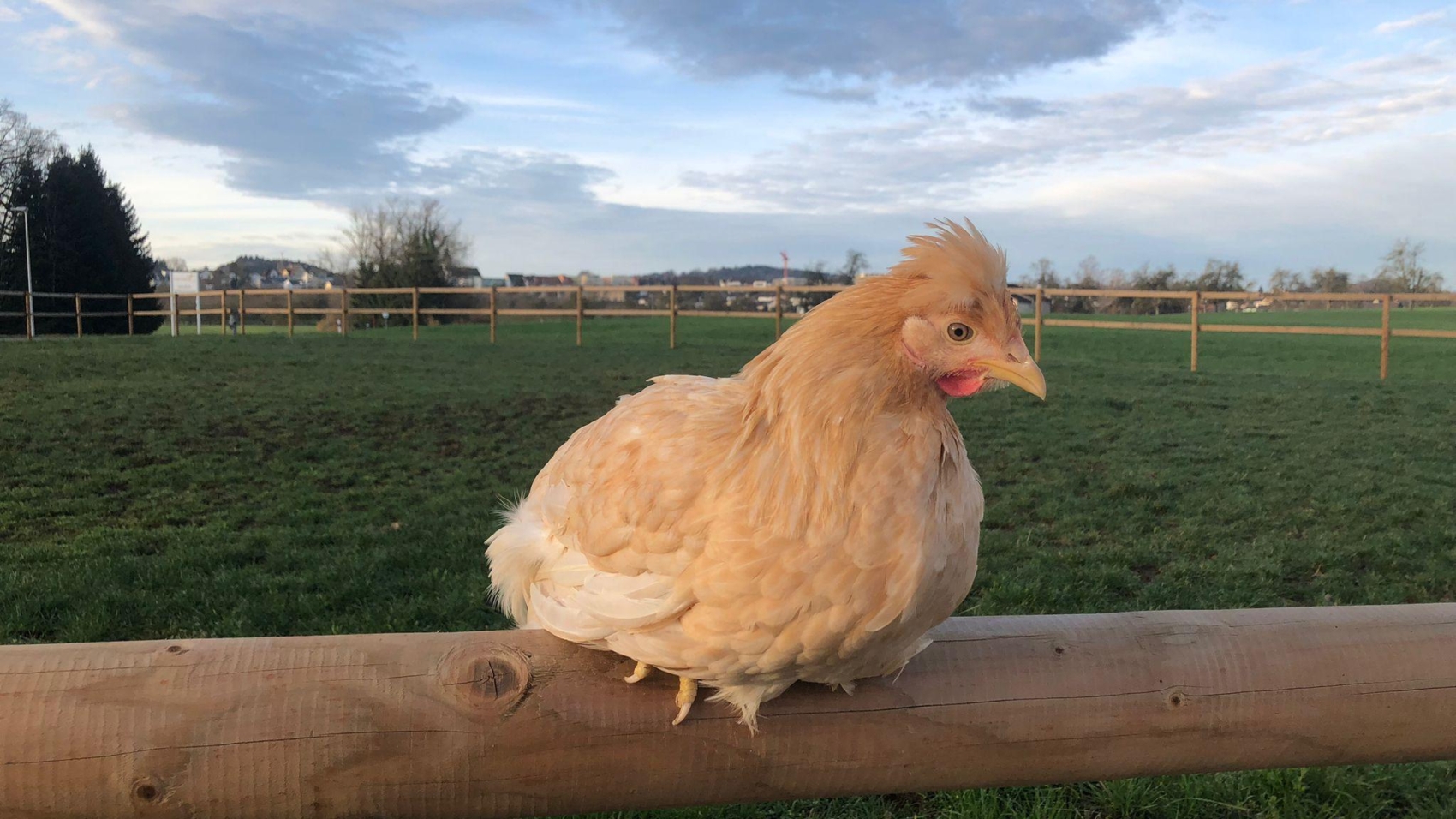 Poules aux oeufs verts, couleurs mixtes