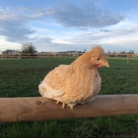 Poules aux oeufs verts, couleurs mixtes
