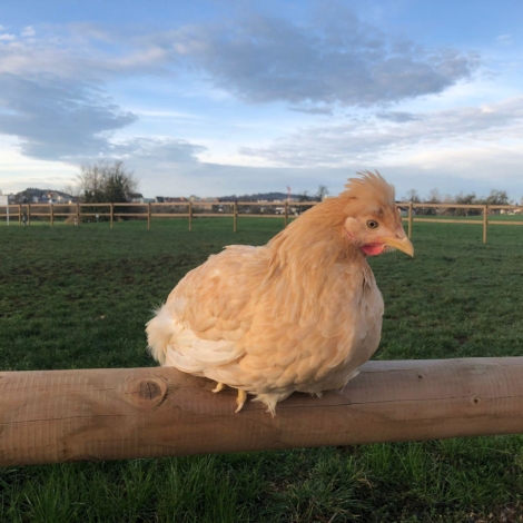Poules aux oeufs verts, couleurs mixtes