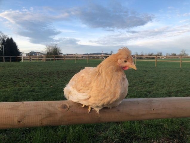 Poules aux oeufs verts, couleurs mixtes