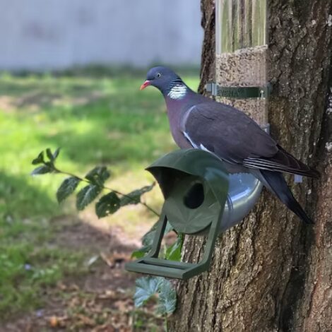 mangoire pigeon 5 kg vert