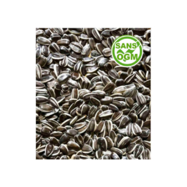 graines-de-tournesol-strie